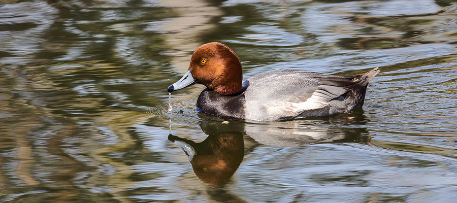 Redhead Duck.