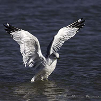 Ring-billed Gull lifting off from water