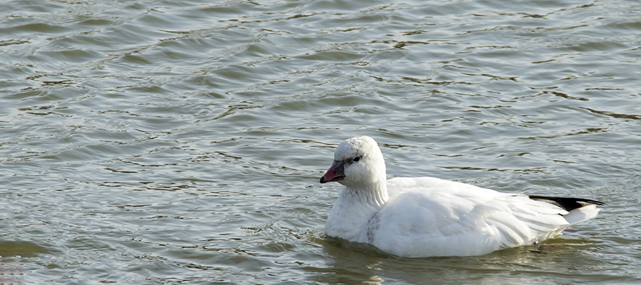 Grizzly sow with two cubs in government housing, Yellowstone National Park