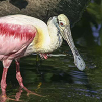Roseate Spoonbill wading in water.