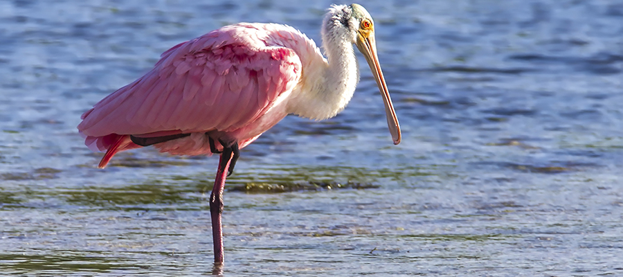 Spoonbill standing on one leg.