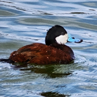 Ruddy Duck.
