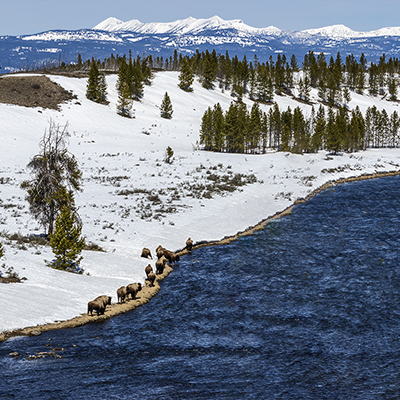 Bison walking along the Madison River. Snow is on the ground.
