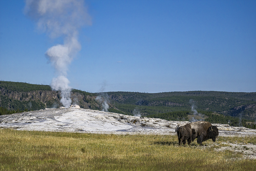 Old Faithful steaming mound guarded by a pair of bison.