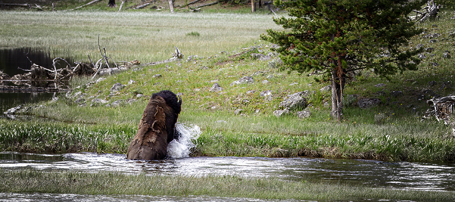Bison coming out of the Firehole River with a splash.
