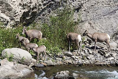 Herd of bighorn sheet across the Gardiner River.