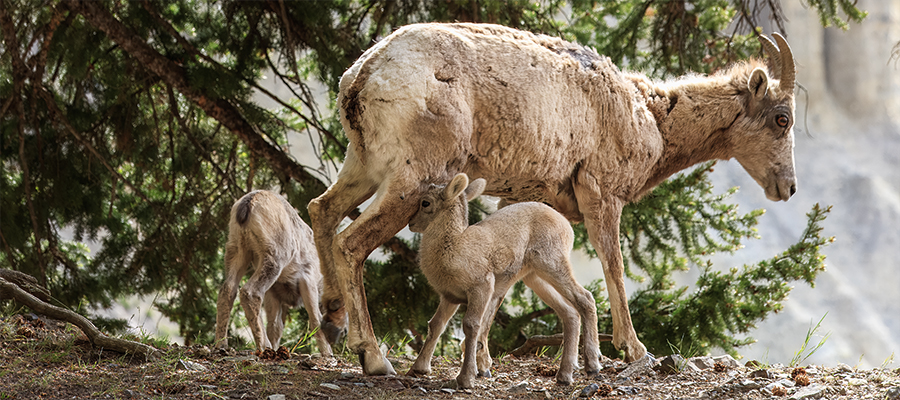 Lamb walking into mom's leg