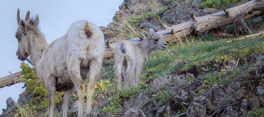 Ewe and lamb up on a hill