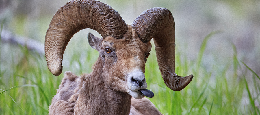 Ram sticking his tongue out at us.