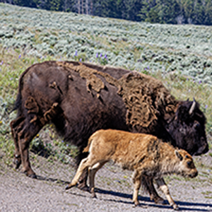 Bison mom and baby