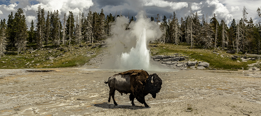 Bison walking in front of an eruption Grand Geyser.
