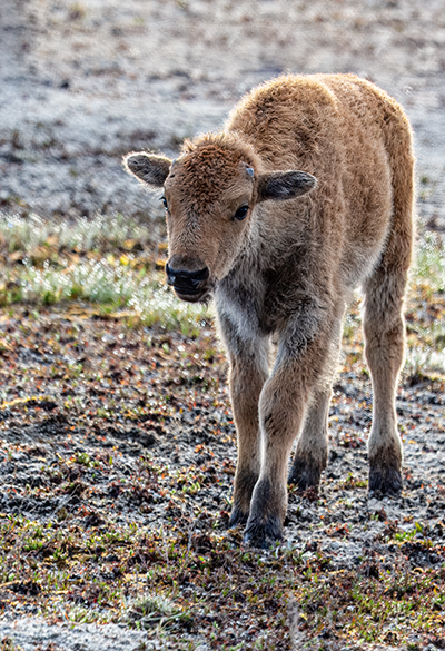 A yound bison calf.