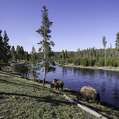Two bison feeding by the Firehole River.