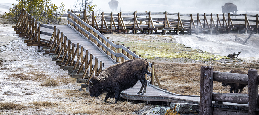 Bison crossing the boardwalk