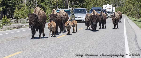 Bison jam of female bison herd, yearlings, and babies.