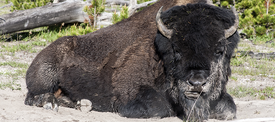 Bison male beside the trail just chewing his cud.