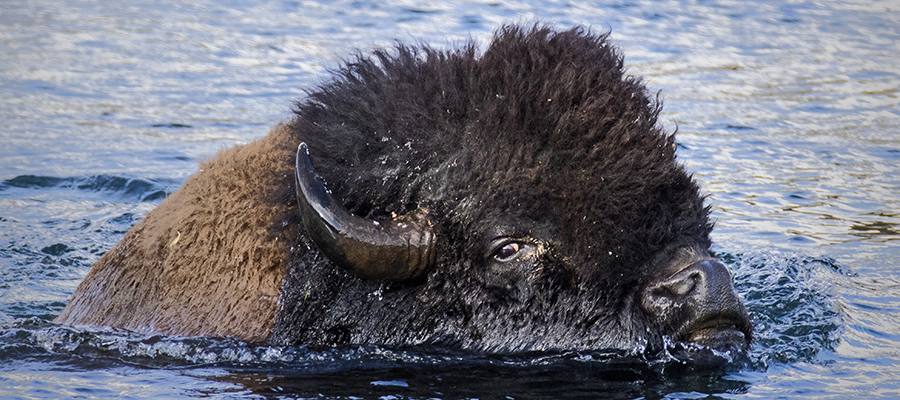 Bison swimming across the Yellowstone River