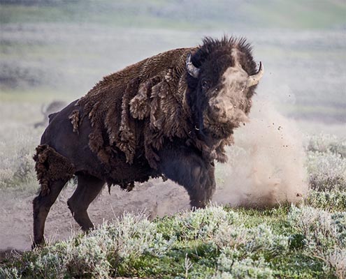 Bison with dust flying off his head after slamming its head into a wallow.