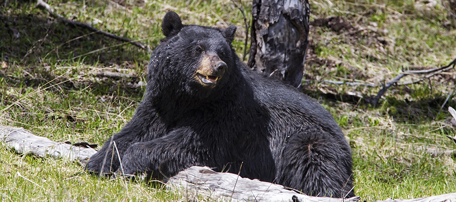 Big male black bear in early May holding down a log.