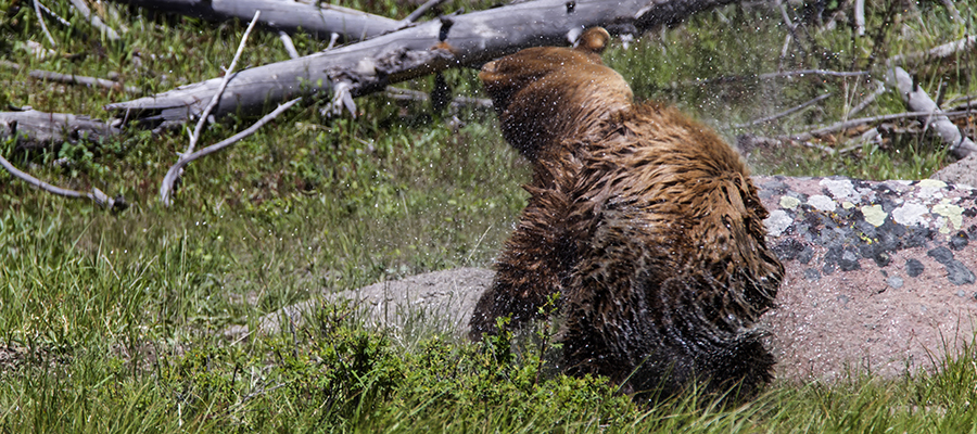 Black bear shaking off the water after a swim.