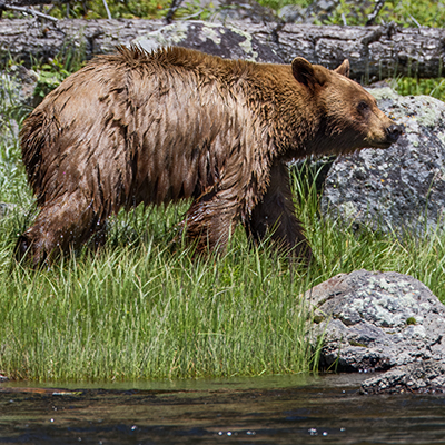 Side view of Black Bear.