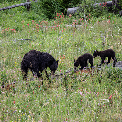 Black bear twins on log.