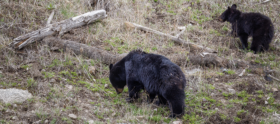 Mom and yearling black bears.