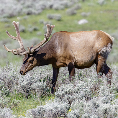 Bull elk feeding
