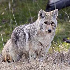 Coyote looking at me