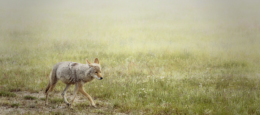 Coyote walking across the meadow on a foggy morning.