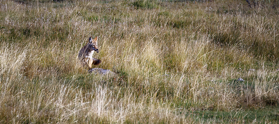 Coyote with a vole in his mouth.