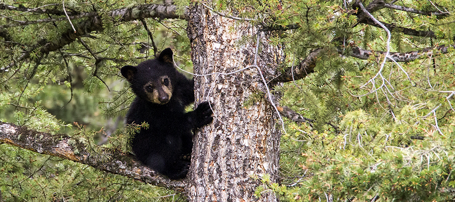 A treed black bear cub