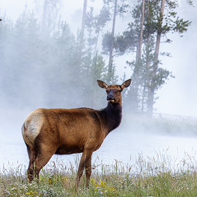 Elk cow or female looking over shoulder.