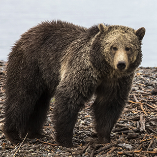 Grizzly Bear staring people down