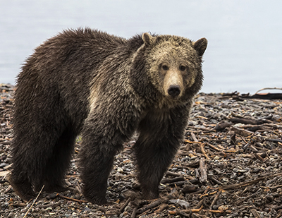 Grizzly bear on the beach of Yellowstone Lake.