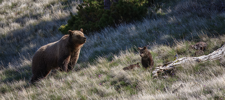 Yellow-bellied marmot sunning self on log.