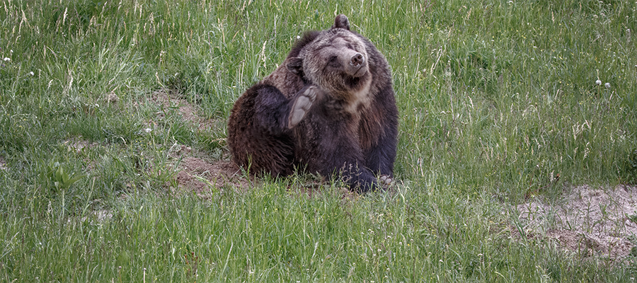 Grizzly with an itch.