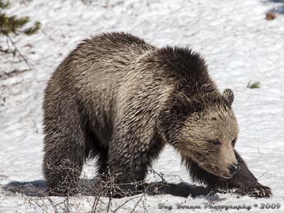 Grizzly scratching at ground covered with snow.