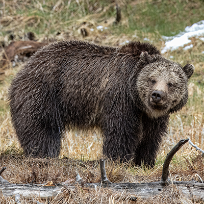 Side view of a grizzly bear.