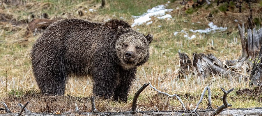 Grizzly bear checking out the area