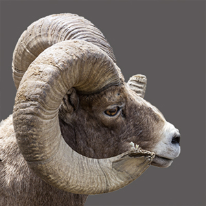 Closeup of Bighorn Sheep head and horns