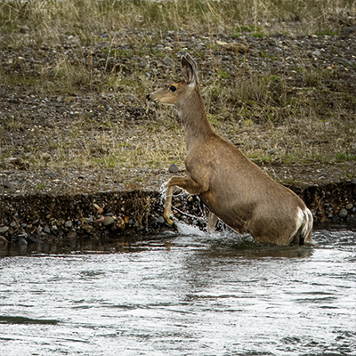 Mule Deer doe coming out of a stream