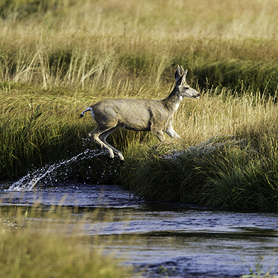 Mule deer jumping out of water with water trailing off its hind legs.