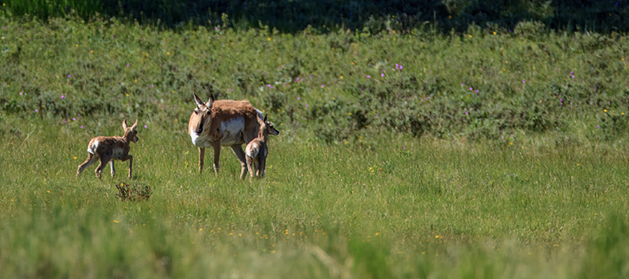 Pronghorn doe with this year's twins.