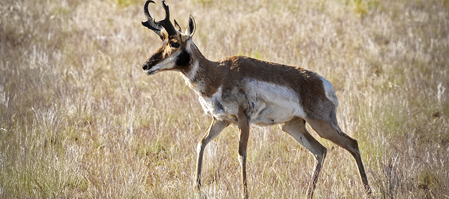 Pronghorn male with large horns.