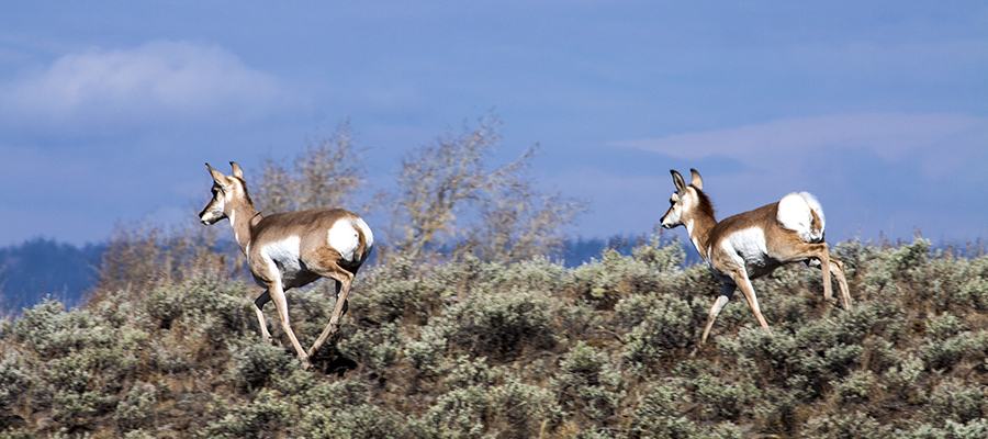 A pair of pronghorn does running over hill.
