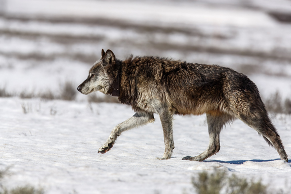 Wolf strolling across the snow in Hyden Valley.
