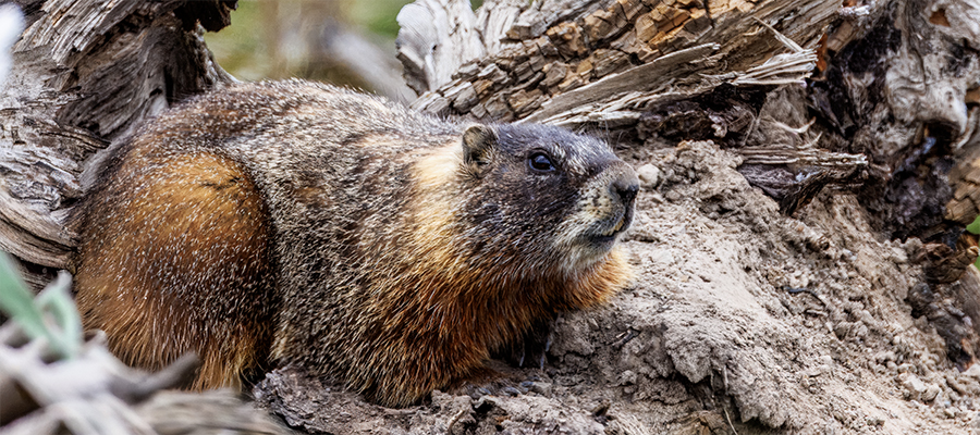 Yellow-bellied marmot sunning self on log.