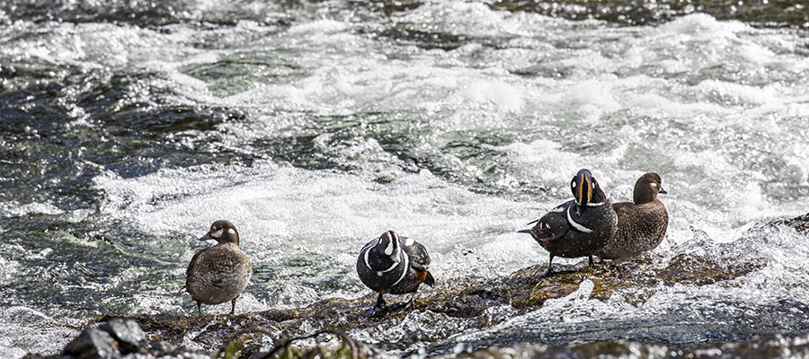 Harlequin Ducks at LeHardy's Rapids